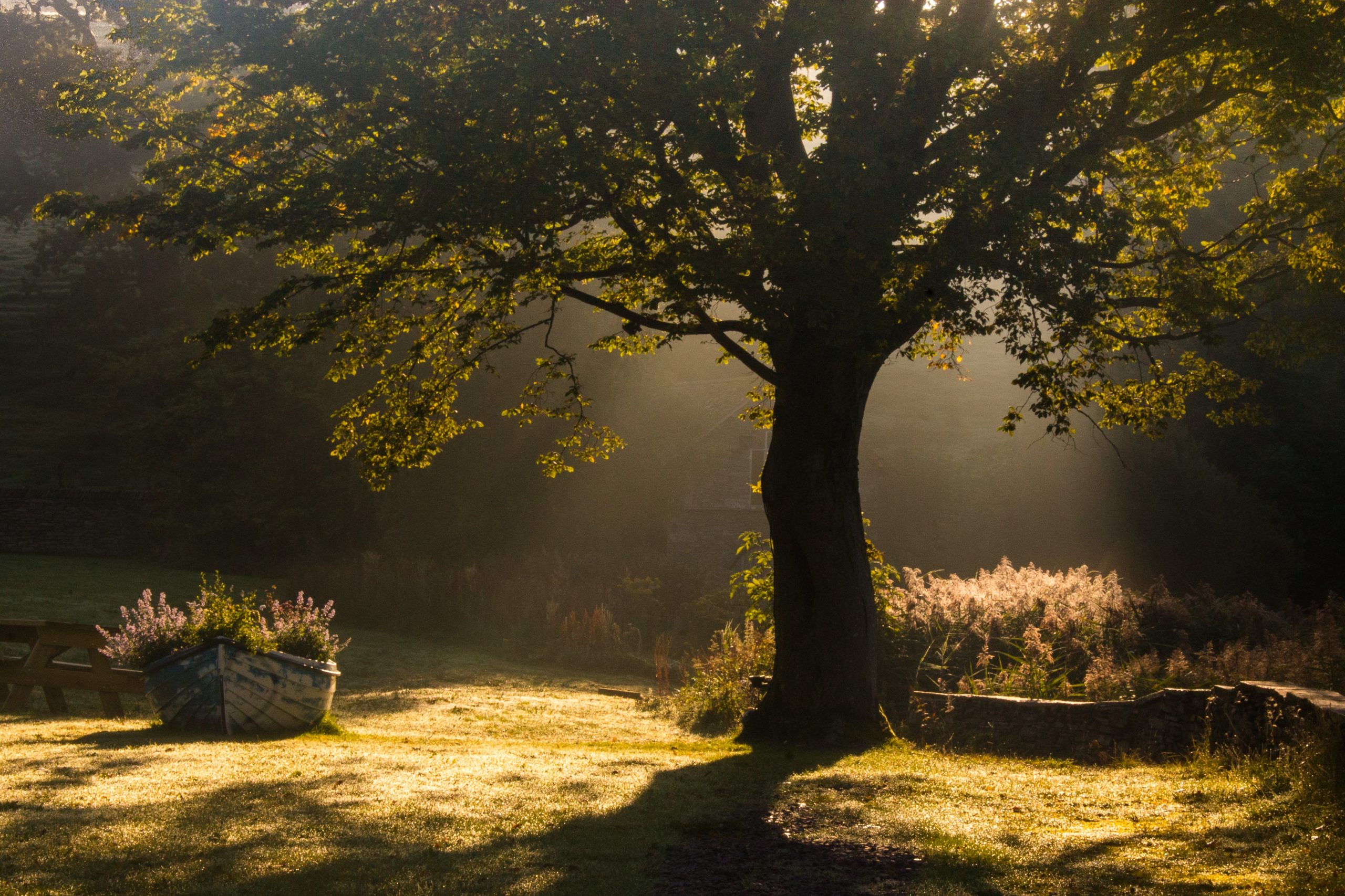 Under the tree