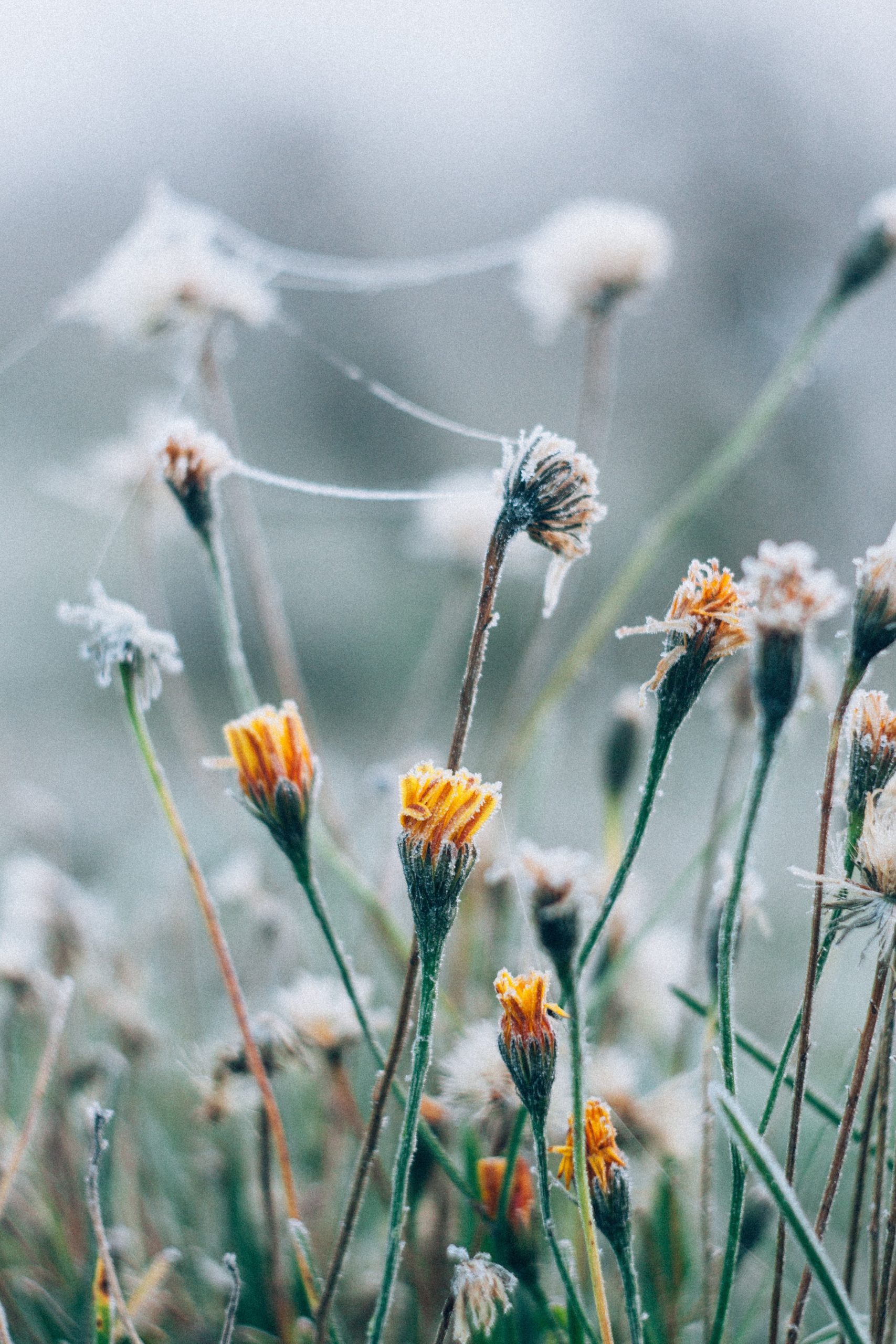 Dandelions