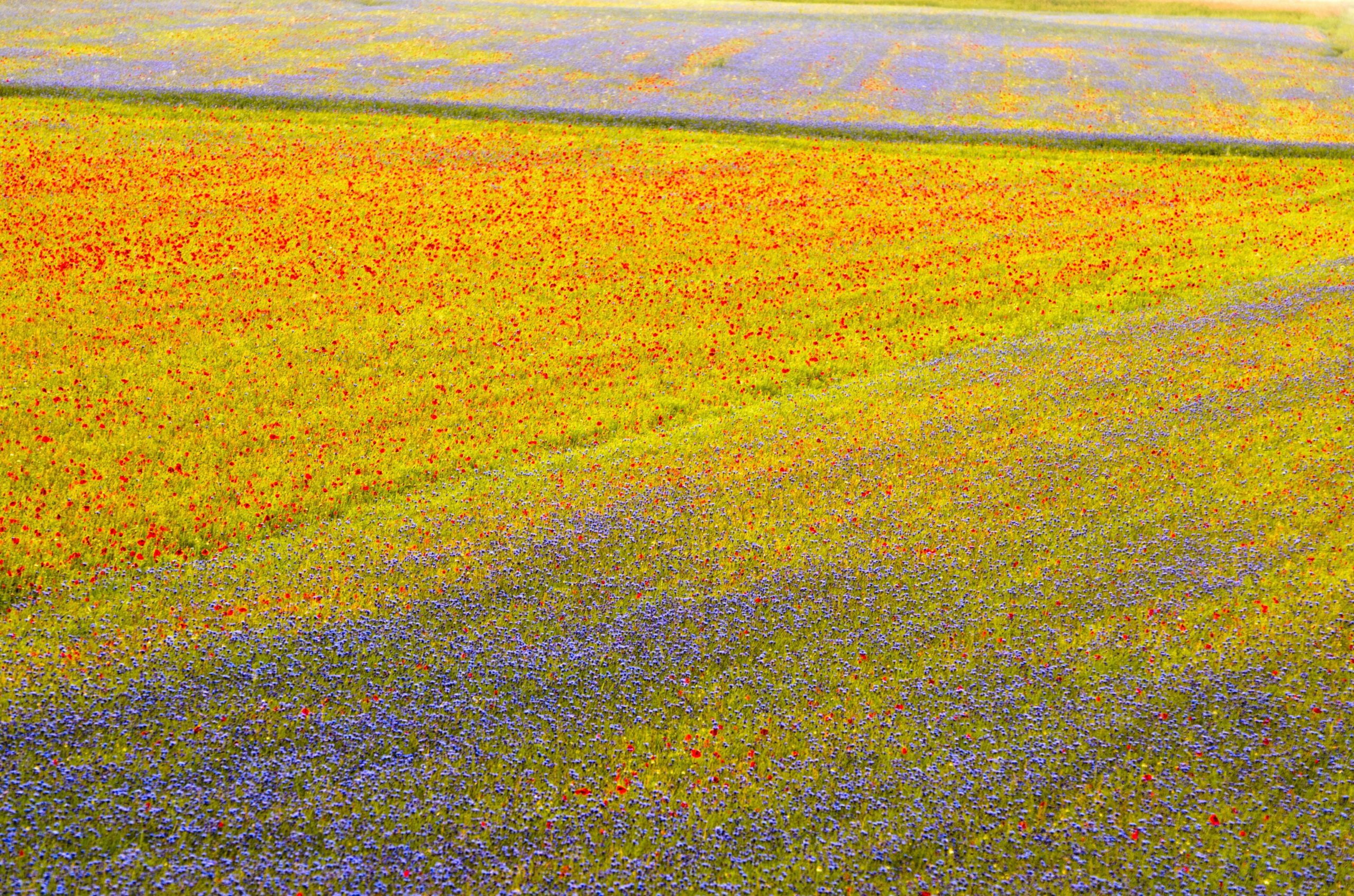 Flower field